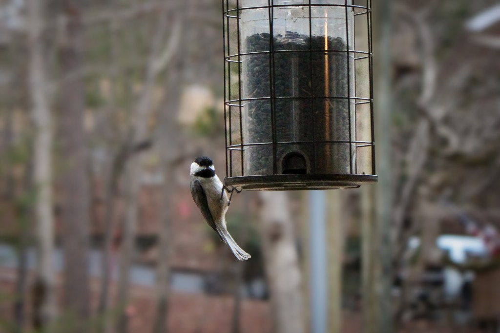 Chickadee
