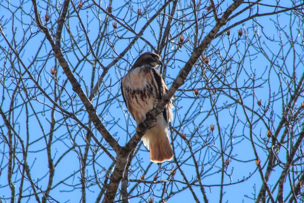 Red-tailed Hawk at The Lake