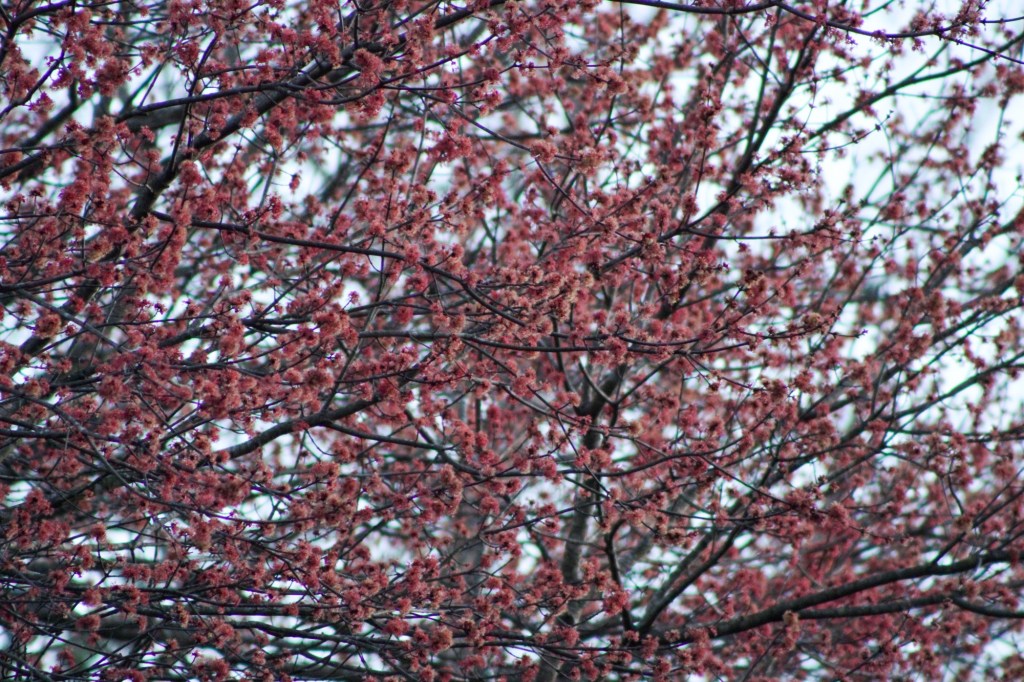 The Beginnings of Spring